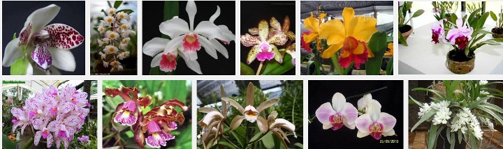 Especial Orquídeas: a paixão que merece cuidados