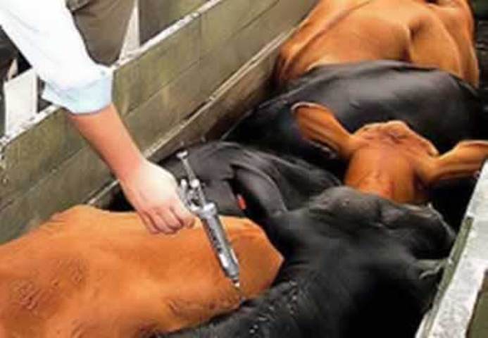 Primeira etapa de vacinação contra a febre aftosa encerra dia 31 de maio