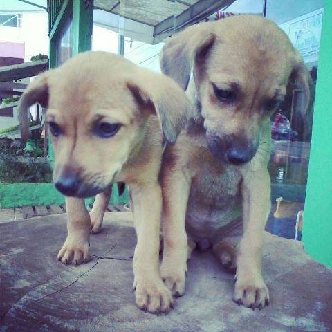 Filhotes caninos são abandonados próximo à Rádio Vila Maria FM