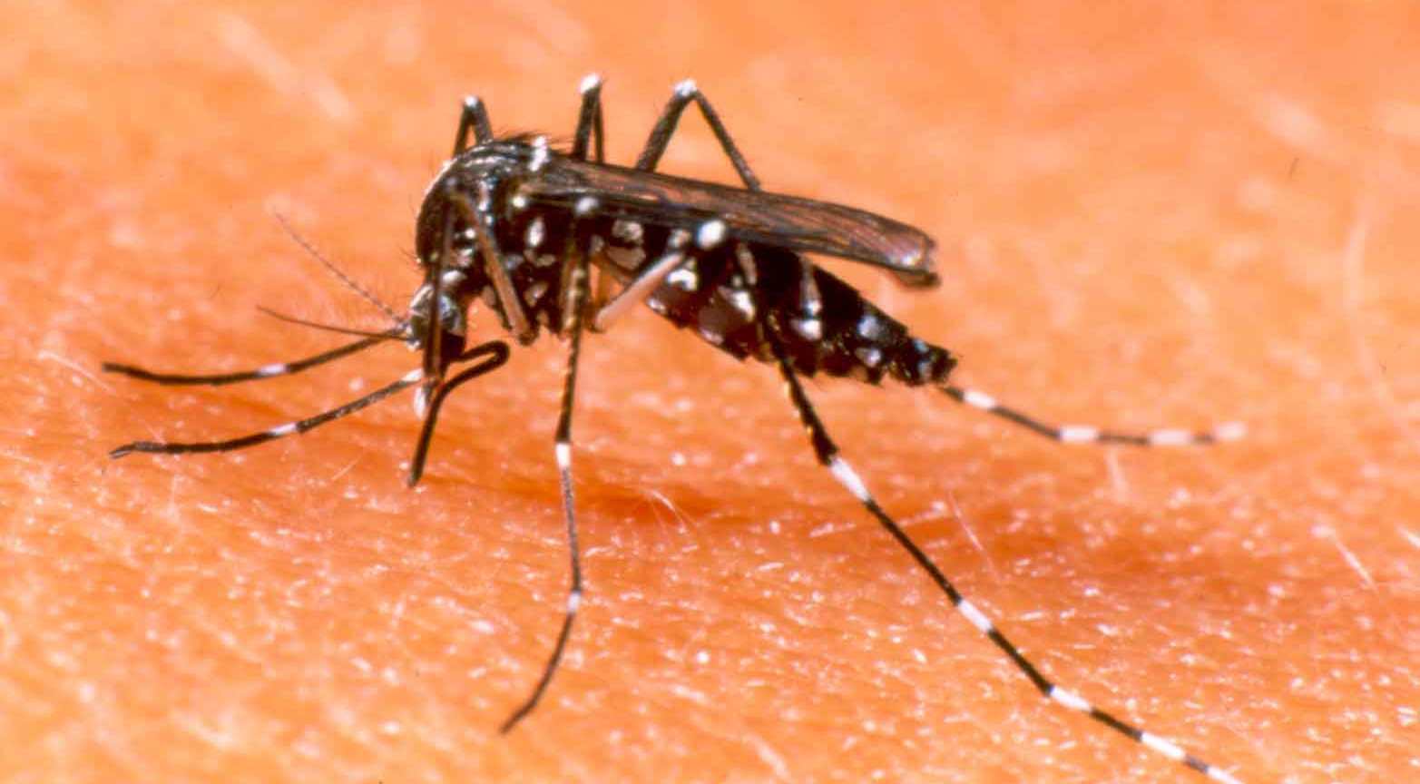 Dengue: uma doença grave que pode matar