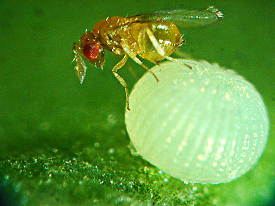 EMATER-RS/ASCAR de Vila Maria realiza campanha de controle biológico da lagarta de cartucho do milho