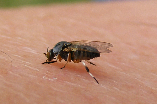 Verão X Borrachudo – combinação dolorida