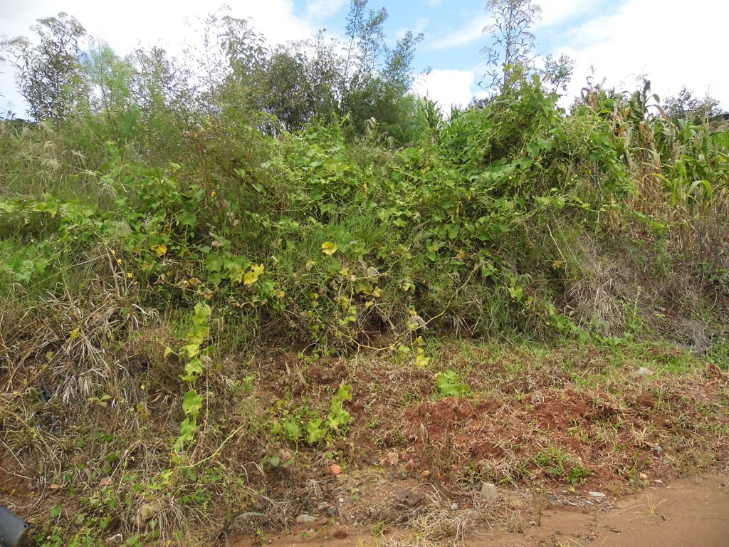 Terrenos Baldios parte 3 – Realidade em vários locais de Vila Maria