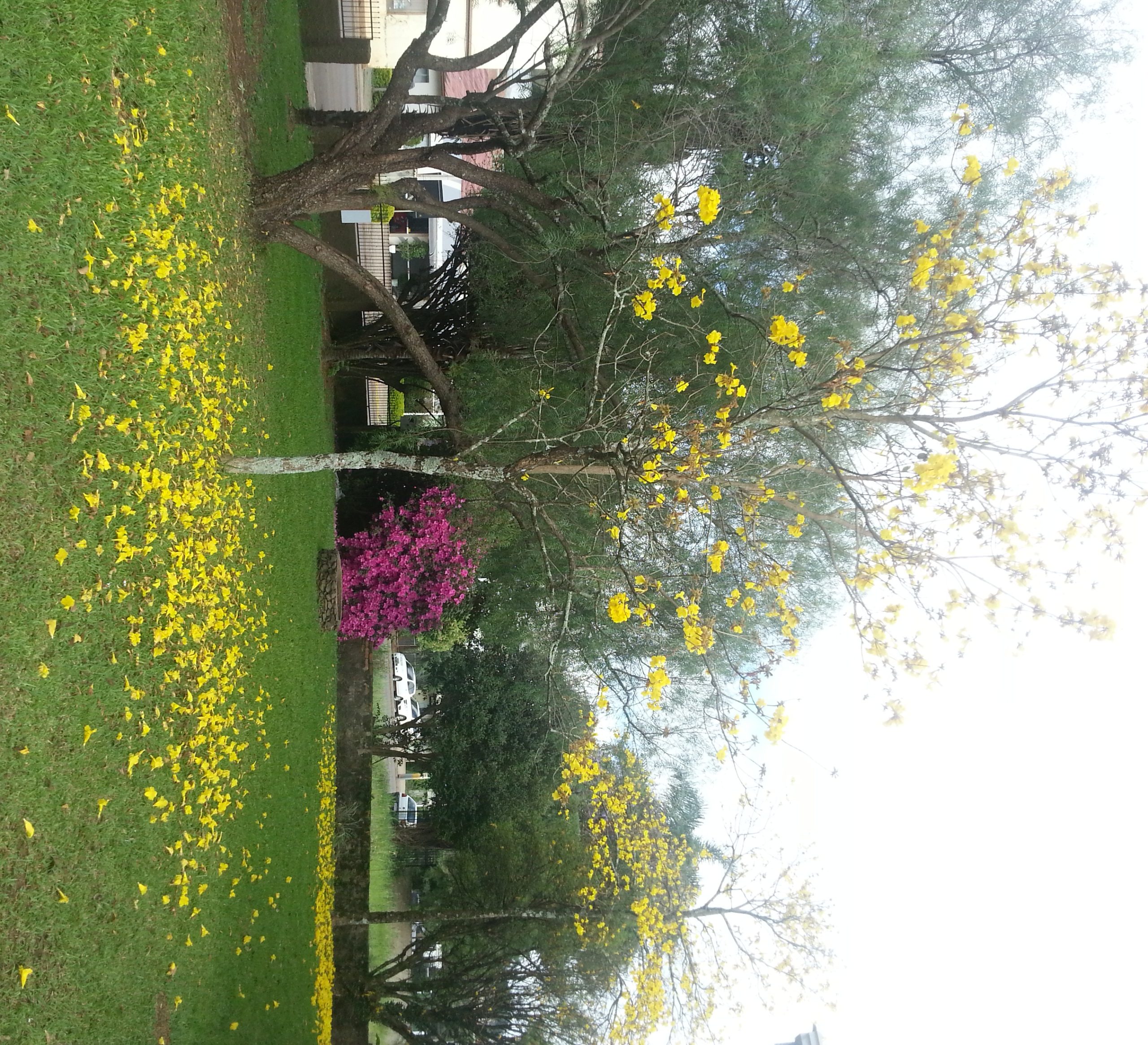 Clima atípico transforma paisagens