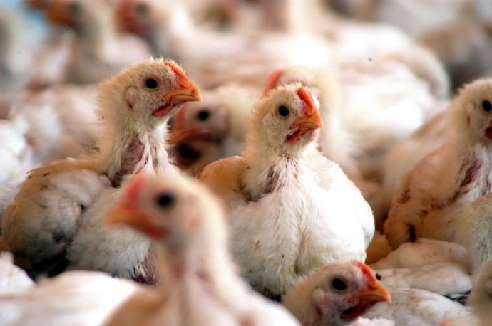 RURAL: Preço do frango subirá de 10% a 15% até julho