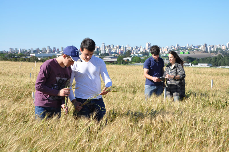 ENSINO: Curso de Agronomia da UPF se destaca em qualidade no ensino, pesquisa e extensão