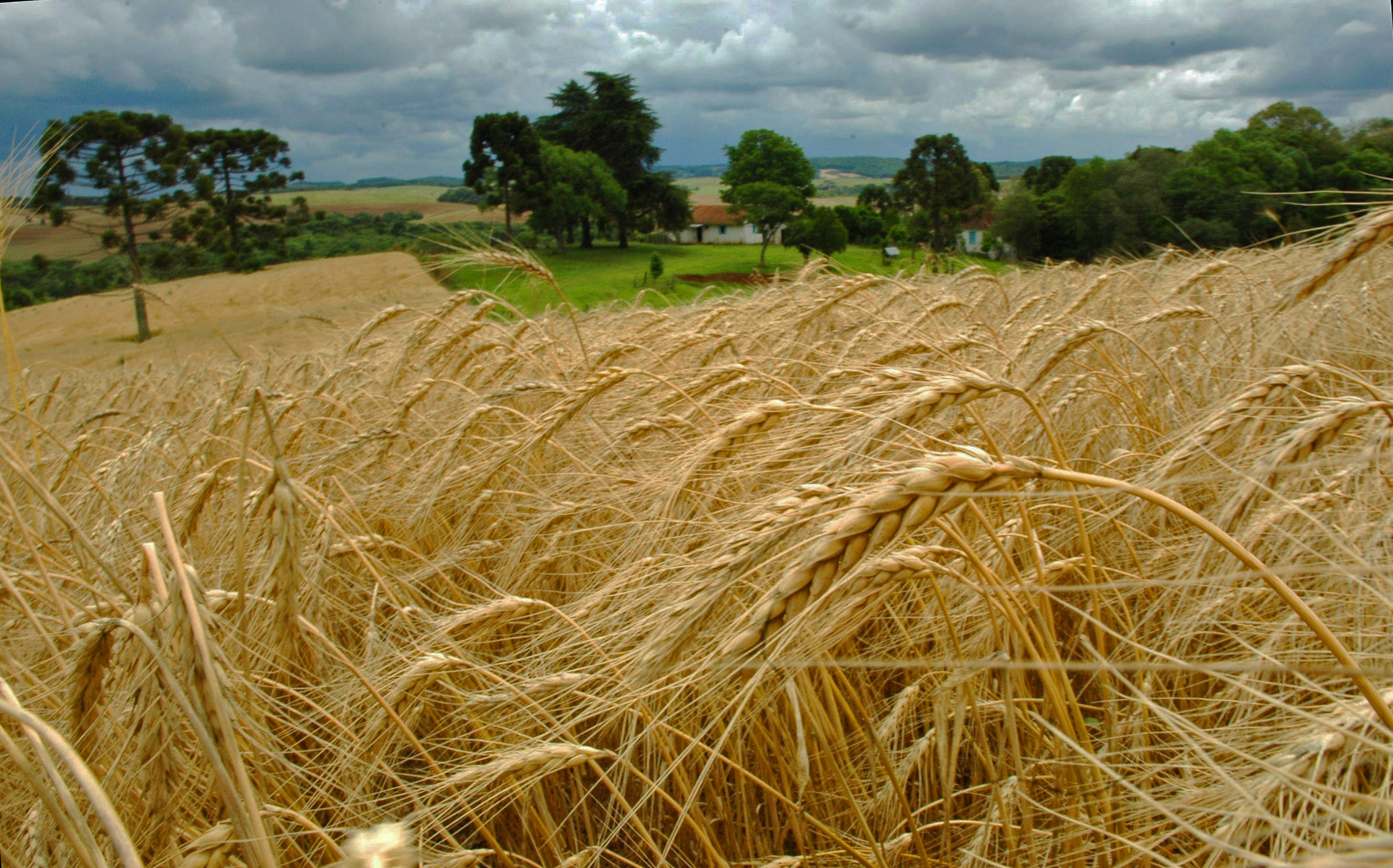 Trigo no RS supera expectativa de produtividade
