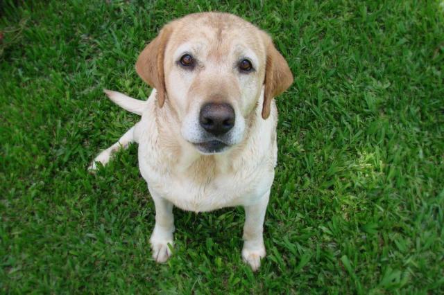PETS: Como evitar que cães e gatos sejam alvo de pulgas e carrapatos