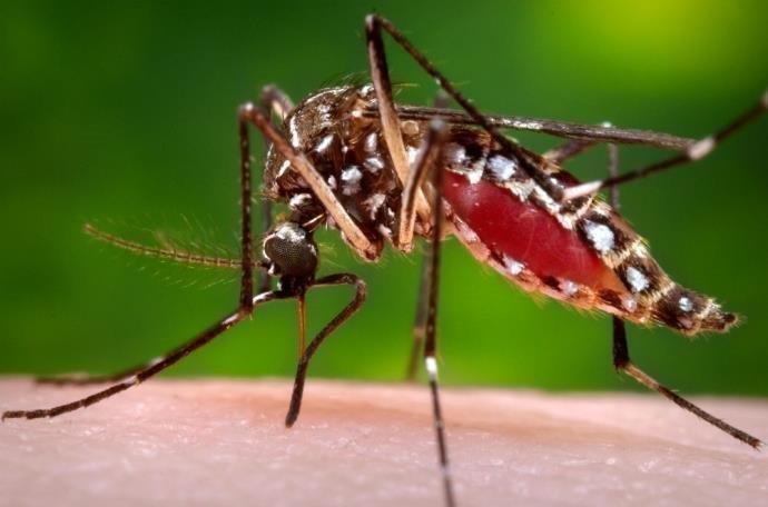 SAÚDE: Dengue, zika e chikungunya mataram quase 800 pessoas em 2016 no Brasil