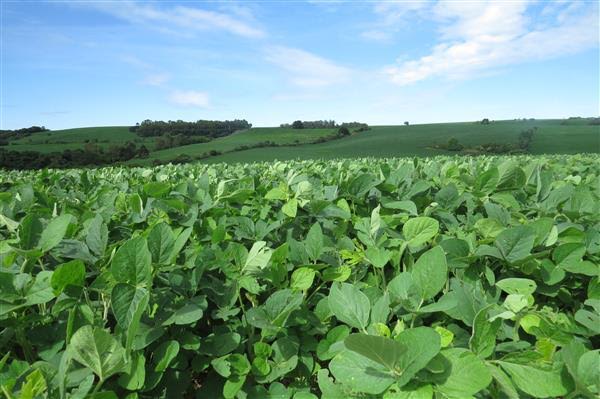 No RS, clima favorece culturas e agricultores mantêm boas expectativas de produção