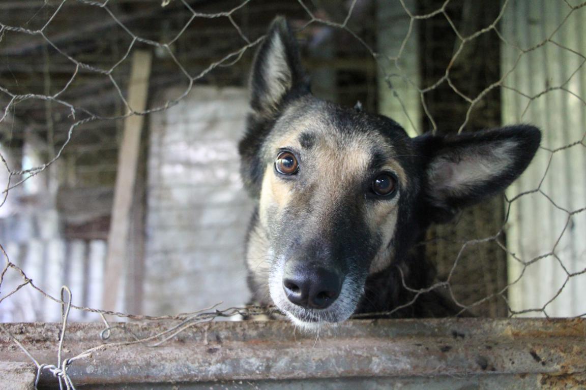 APAVIMA promove feira de adoção de animais
