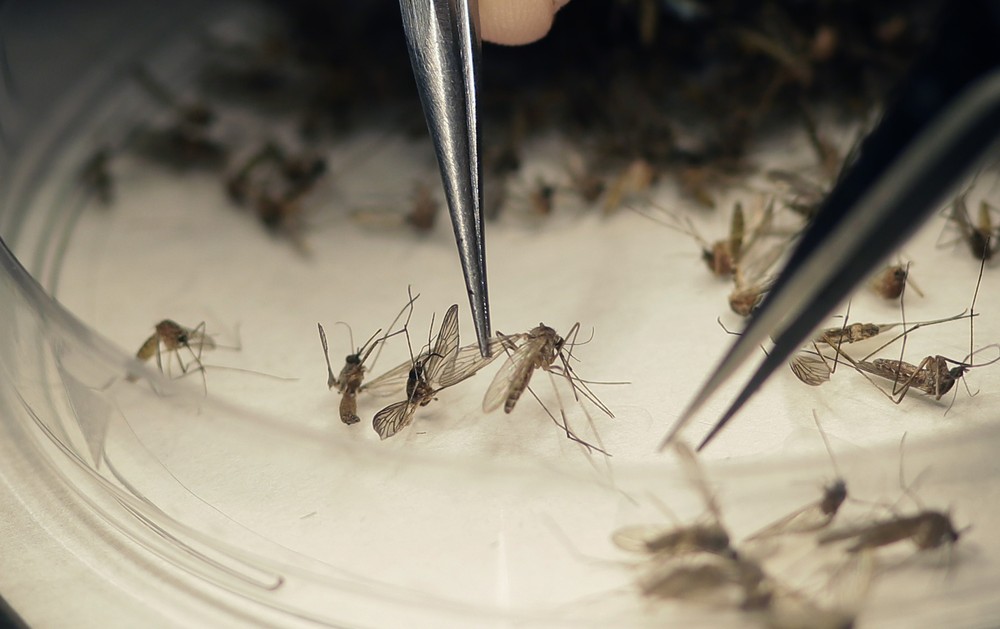 Ministério da Saúde declara fim da emergência em saúde pública por zika e microcefalia