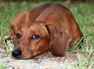 Cinomose: saiba tudo sobre essa doença e proteja seu animalzinho de estimação