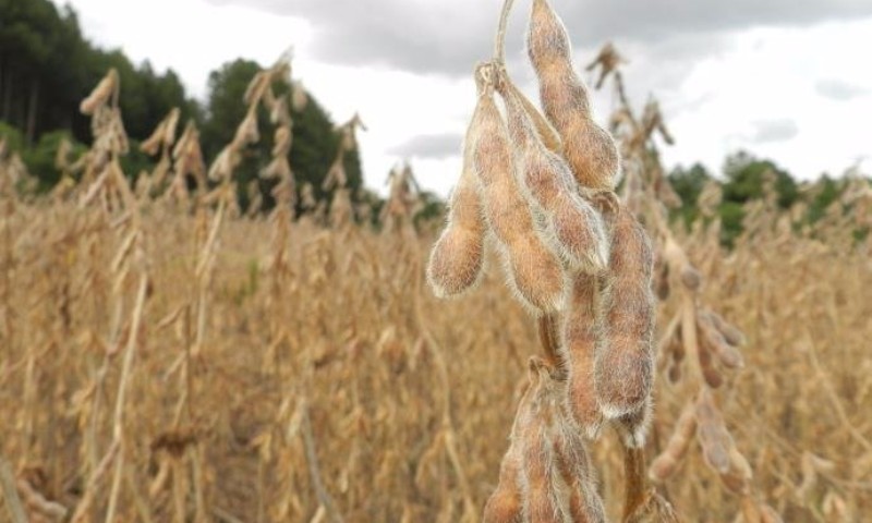RURAL: Produtores começam a acelerar plantio da soja no Rio Grande do Sul