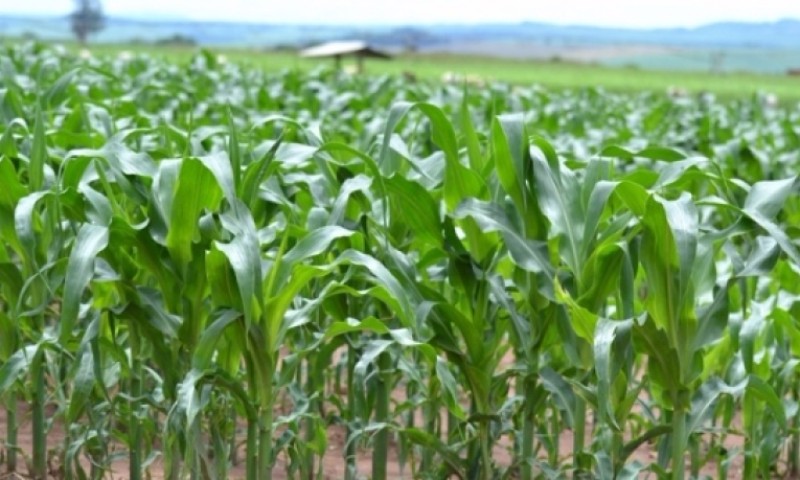 Plantio do milho no RS se encaminha para o final