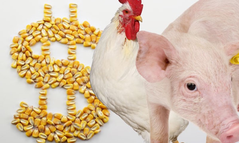 ECONOMIA: Cresce 5,7% receita com exportação de carne de frango no ano passado