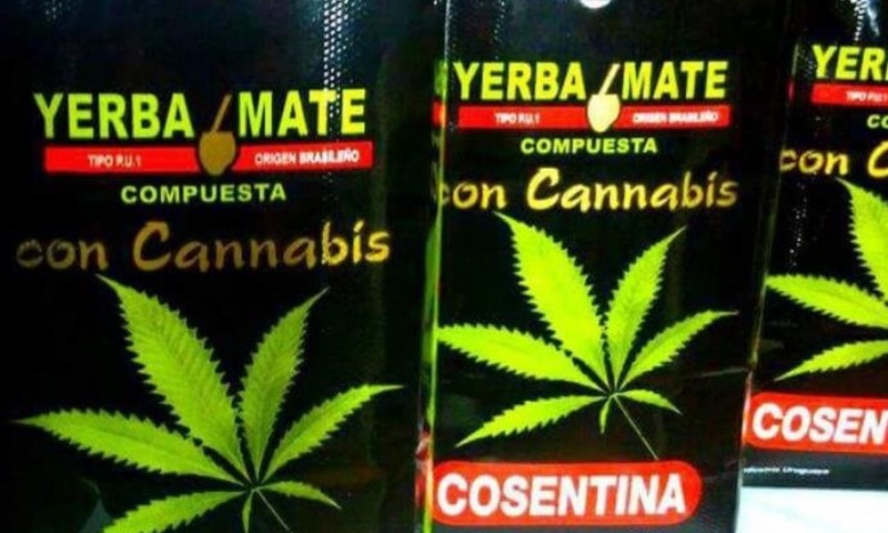 GERAL: Uruguai começa a vender erva mate com maconha