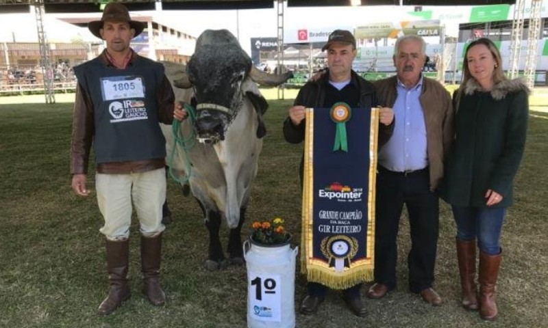Campeão da raça Gir Leiteiro na Expointer, é de Nova Alvorada