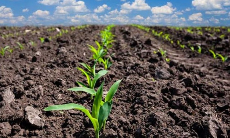 RS tem 167 mil hectares semeados com milho