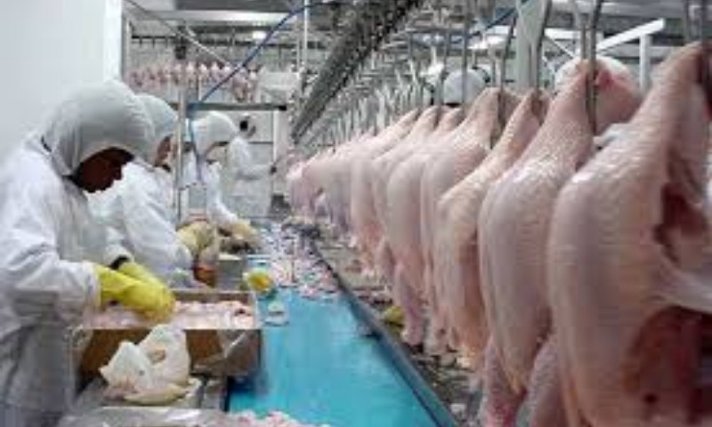 Brasil exporta 396,9 mil toneladas de carne de frango em agosto