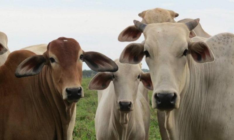 Irã vai importar gado vivo do Brasil