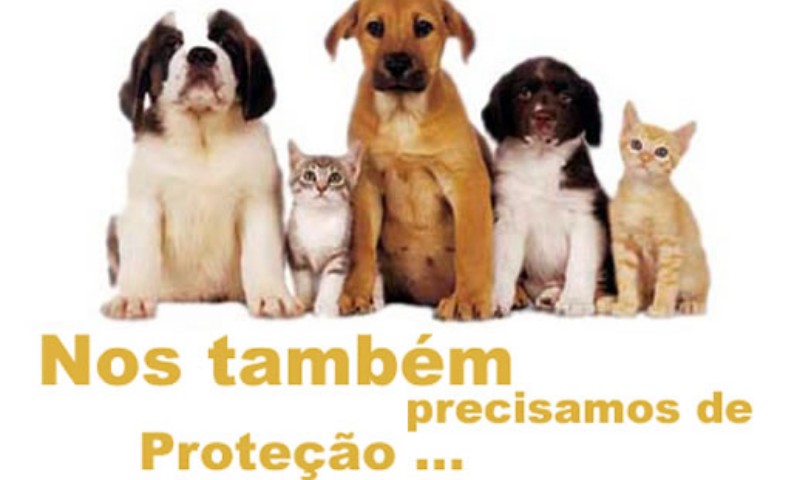 Vila Maria: causa animal foi assunto no programa Vila Maria em Foco