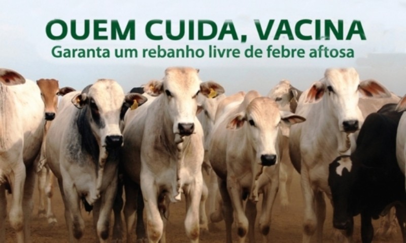 Vacinação contra Febre Aftosa deve ser realizada até o final de novembro