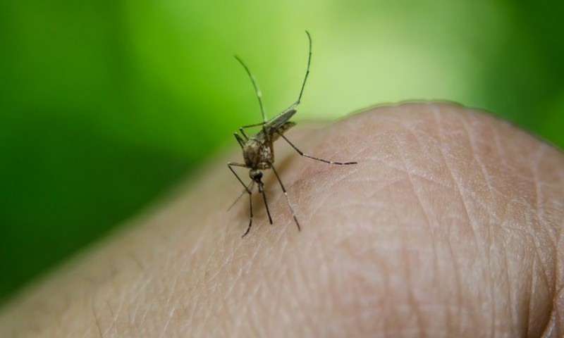 Vacina contra a febre amarela: precauções e contraindicações