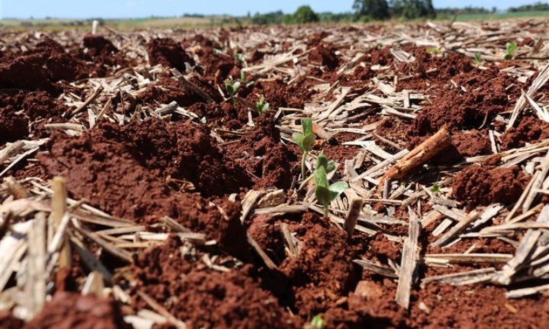 Inicia germinação da soja no RS