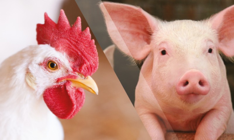 AGRO: Produção de aves e de suínos será menor neste ano, aponta ABPA
