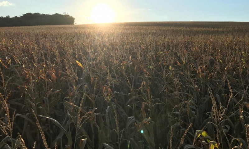 RURAL: Cooperativas gaúchas apostam em alta produtividade na cultura do milho