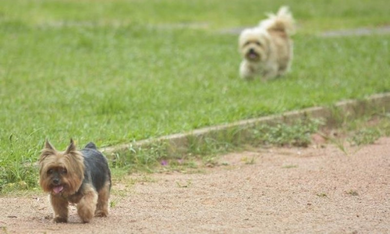 Forte calor exige cuidados especiais com cães e gatos