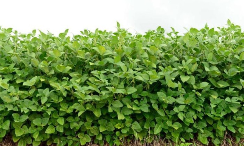Novo modelo de crédito agrícola deve priorizar seguro da produção