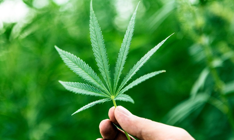 Cannabis pode ajudar pacientes com câncer