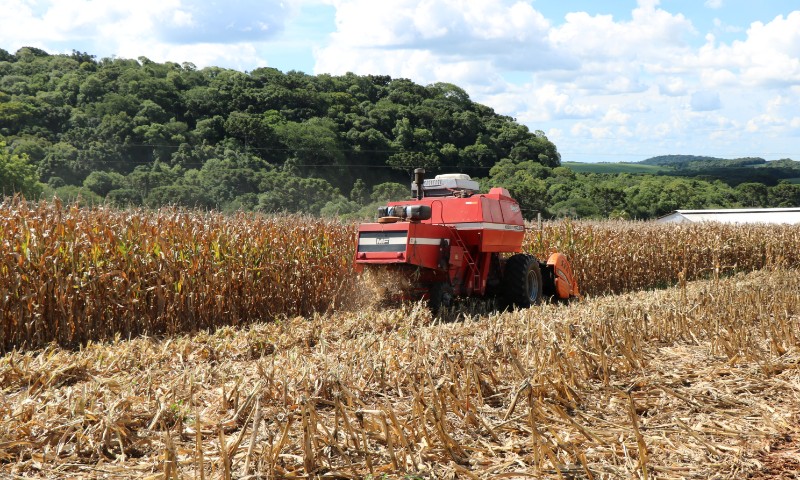 Produtividade do milho deve ultrapassar estimativa inicial