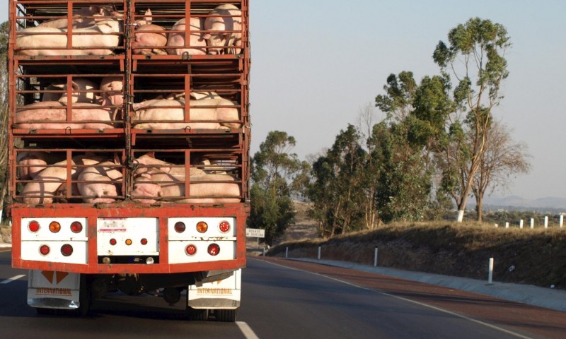 Fiscalização do transporte de cargas de suínos, aves e bovinos será mais rigorosa