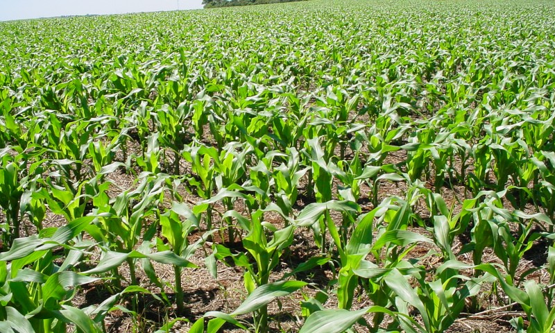 Altas temperaturas aceleram maturação e colheita do milho no Estado