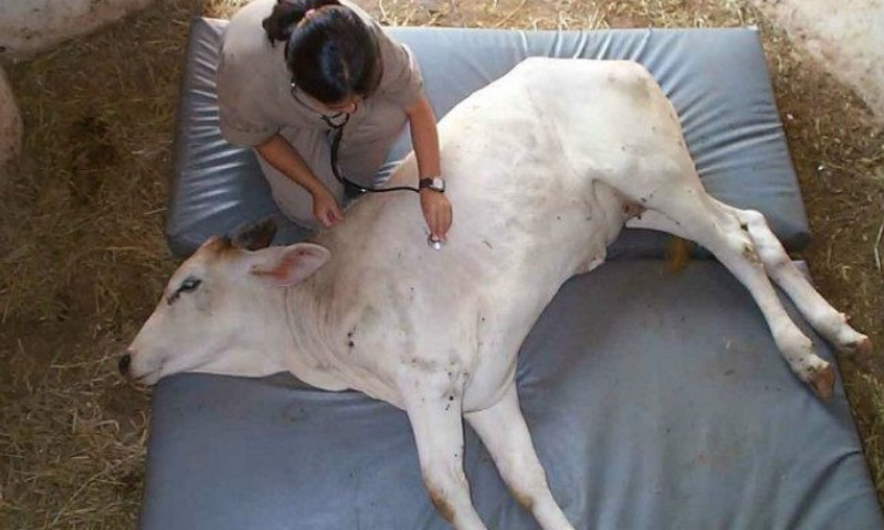 Veterinários formados a distância não poderão exercer a profissão