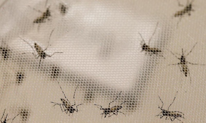 Casos de dengue cresceram 303% em relação a 2018, aponta boletim do Ministério da Saúde