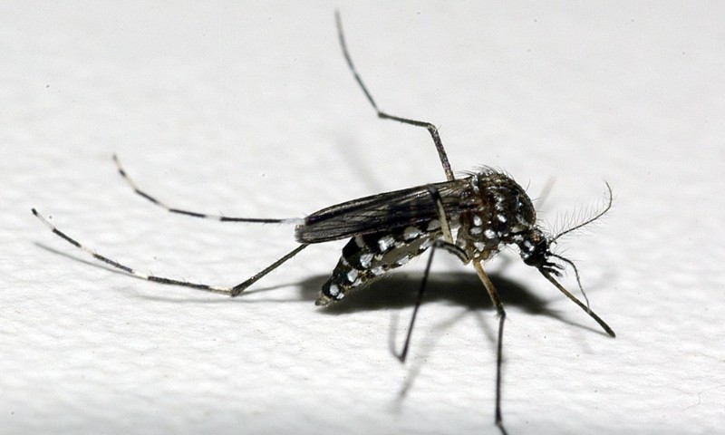 RS tem 75 cidades com risco de surto de dengue, zika e chikungunya