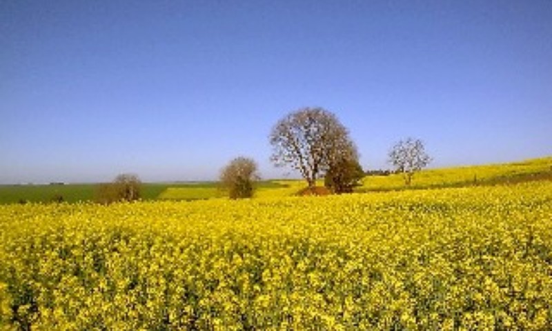 Canola é implantada no RS