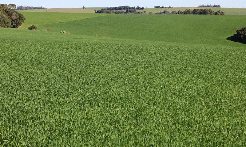 Trigo tem plantio finalizado no RS