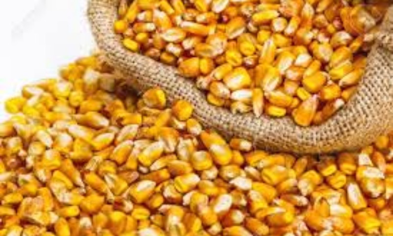 Vendas externas do agronegócio em julho somam US$ 9,2 bilhões