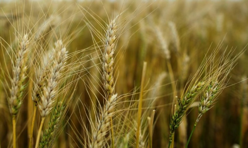 Plantio do trigo está encerrado no Rio Grande do Sul