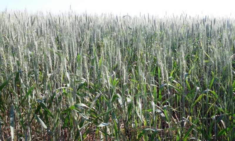 Trigo entra em floração no Rio Grande do Sul