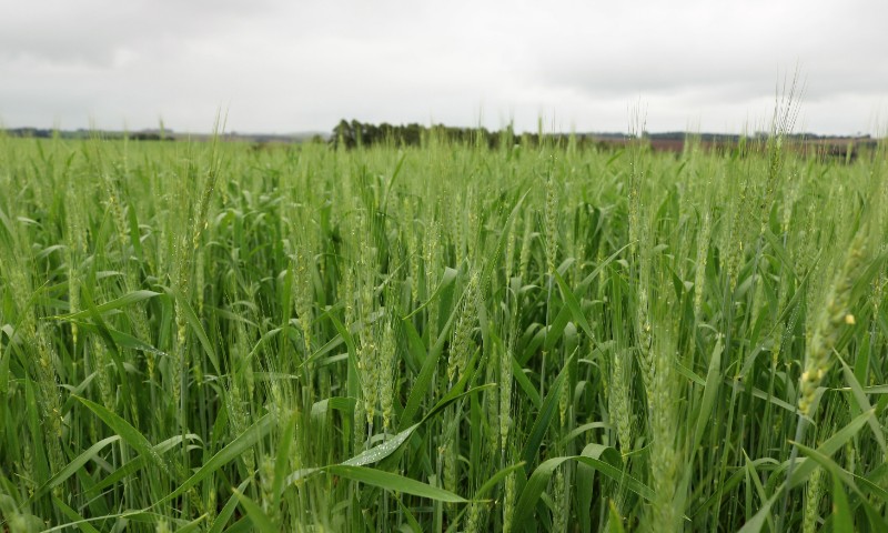Trigo no RS está em floração