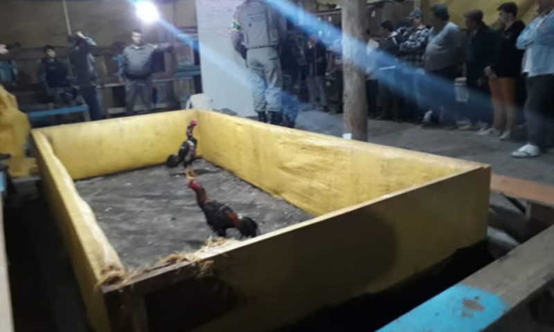 Policiais da PATRAM fecham rinha de galo em Camargo