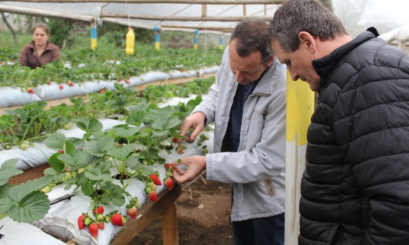 Produção de morangos é alternativa para diversificação de renda para famílias de Nova Alvorada
