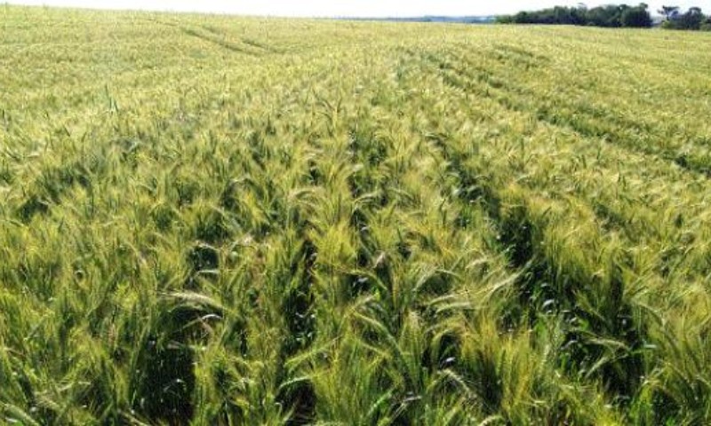 Trigo tem 50% da área colhida no RS