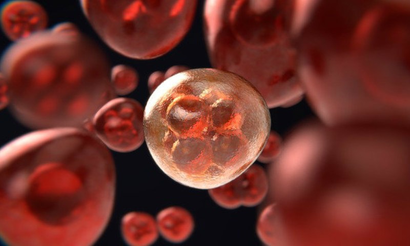 Cientistas descobrem célula que tem potencial para tratar todos os tipos de câncer